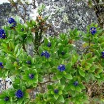 Blue flowers on the way to Laguna de Iguaque